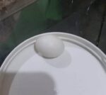 huevos falsos para aves