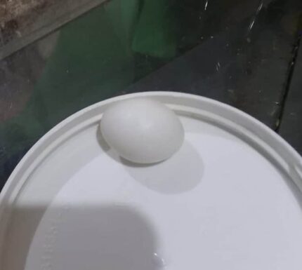 huevos falsos para aves