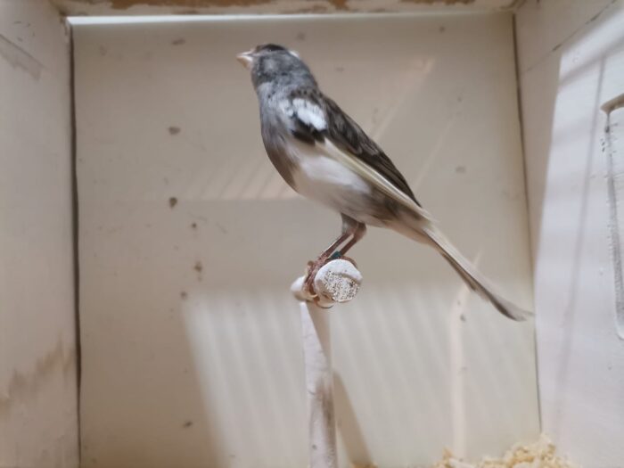 Canario Timbrado español