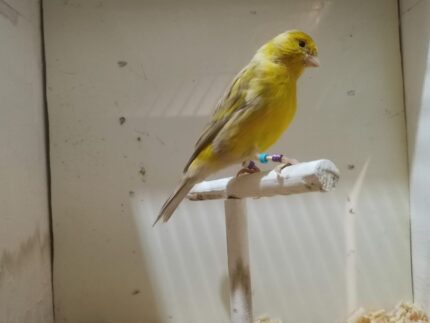 Canario Isabela